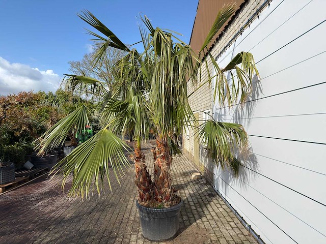 Mexicaanse waaierpalm meerstammig - washingtonia robusta - hoogte ca. 300 cm - afbeelding 3 van  9