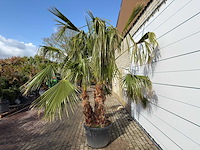 Mexicaanse waaierpalm meerstammig - washingtonia robusta - hoogte ca. 300 cm - afbeelding 3 van  9