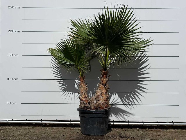 Mexicaanse waaierpalm meerstammig xl - washingtonia robusta - hoogte ca. 230 cm - afbeelding 1 van  3