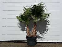 Mexicaanse waaierpalm meerstammig xl - washingtonia robusta - hoogte ca. 230 cm - afbeelding 1 van  3