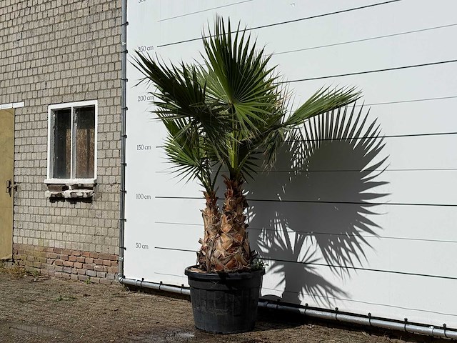 Mexicaanse waaierpalm meerstammig xl - washingtonia robusta - hoogte ca. 230 cm - afbeelding 2 van  3