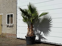 Mexicaanse waaierpalm meerstammig xl - washingtonia robusta - hoogte ca. 230 cm - afbeelding 2 van  3