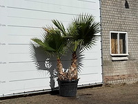 Mexicaanse waaierpalm meerstammig xl - washingtonia robusta - hoogte ca. 230 cm - afbeelding 3 van  3