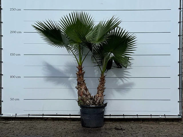 Mexicaanse waaierpalm meerstammig xl - washingtonia robusta - hoogte ca. 230 cm - afbeelding 1 van  3