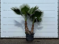 Mexicaanse waaierpalm meerstammig xl - washingtonia robusta - hoogte ca. 230 cm