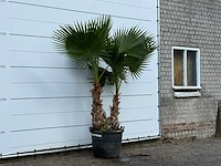 Mexicaanse waaierpalm meerstammig xl - washingtonia robusta - hoogte ca. 230 cm - afbeelding 3 van  3