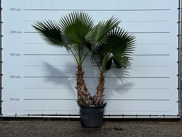 Mexicaanse waaierpalm meerstammig xl - washingtonia robusta - hoogte ca. 240 cm - afbeelding 1 van  3