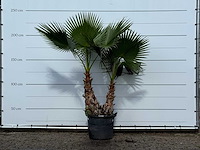Mexicaanse waaierpalm meerstammig xl - washingtonia robusta - hoogte ca. 240 cm - afbeelding 1 van  3