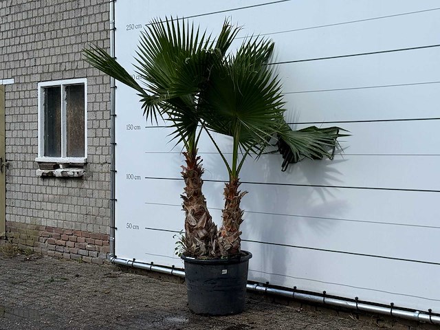 Mexicaanse waaierpalm meerstammig xl - washingtonia robusta - hoogte ca. 240 cm - afbeelding 2 van  3