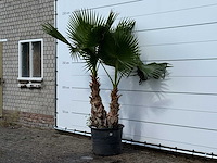 Mexicaanse waaierpalm meerstammig xl - washingtonia robusta - hoogte ca. 240 cm - afbeelding 2 van  3