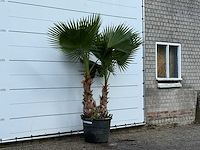 Mexicaanse waaierpalm meerstammig xl - washingtonia robusta - hoogte ca. 240 cm - afbeelding 3 van  3