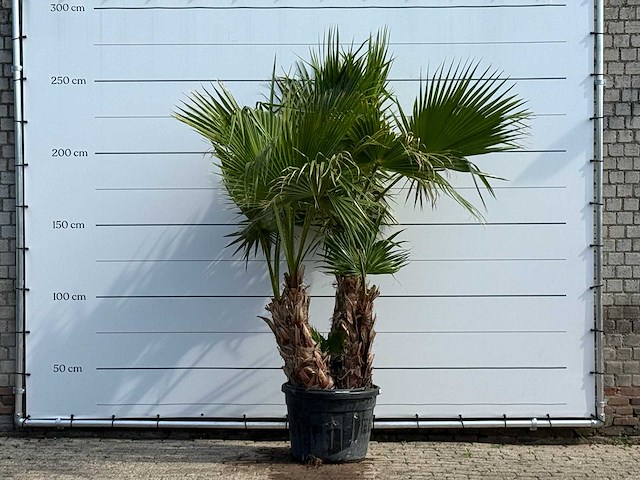 Mexicaanse waaierpalm meerstammig xl - washingtonia robusta - hoogte ca. 250 cm - afbeelding 1 van  6