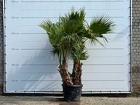 Mexicaanse waaierpalm meerstammig xl - washingtonia robusta - hoogte ca. 250 cm