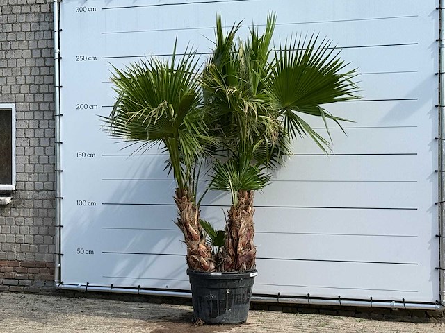 Mexicaanse waaierpalm meerstammig xl - washingtonia robusta - hoogte ca. 250 cm - afbeelding 2 van  6