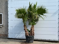 Mexicaanse waaierpalm meerstammig xl - washingtonia robusta - hoogte ca. 250 cm - afbeelding 3 van  6