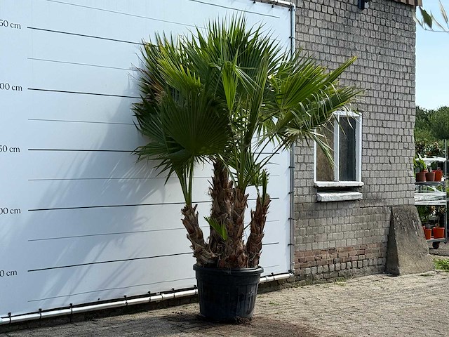 Mexicaanse waaierpalm meerstammig xl - washingtonia robusta - hoogte ca. 250 cm - afbeelding 4 van  6