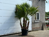 Mexicaanse waaierpalm meerstammig xl - washingtonia robusta - hoogte ca. 250 cm - afbeelding 4 van  6