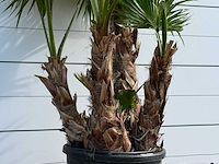 Mexicaanse waaierpalm meerstammig xl - washingtonia robusta - hoogte ca. 250 cm - afbeelding 5 van  6