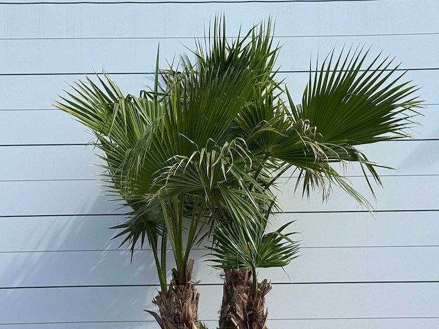 Mexicaanse waaierpalm meerstammig xl - washingtonia robusta - hoogte ca. 250 cm - afbeelding 6 van  6