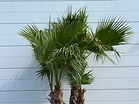 Mexicaanse waaierpalm meerstammig xl - washingtonia robusta - hoogte ca. 250 cm - afbeelding 6 van  6