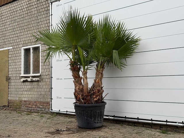 Mexicaanse waaierpalm meerstammig xl - washingtonia robusta - hoogte ca. 250 cm - afbeelding 1 van  1