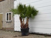 Mexicaanse waaierpalm meerstammig xl - washingtonia robusta - hoogte ca. 250 cm
