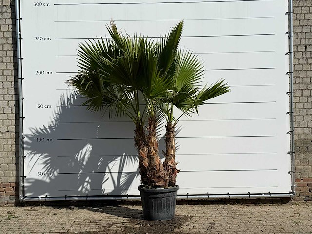 Mexicaanse waaierpalm meerstammig xl - washingtonia robusta - hoogte ca. 250 cm - afbeelding 1 van  1