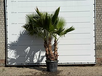 Mexicaanse waaierpalm meerstammig xl - washingtonia robusta - hoogte ca. 250 cm - afbeelding 1 van  1