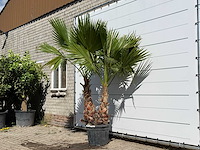 Mexicaanse waaierpalm meerstammig xl - washingtonia robusta - hoogte ca. 250 cm - afbeelding 2 van  3