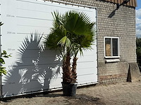Mexicaanse waaierpalm meerstammig xl - washingtonia robusta - hoogte ca. 250 cm - afbeelding 3 van  3