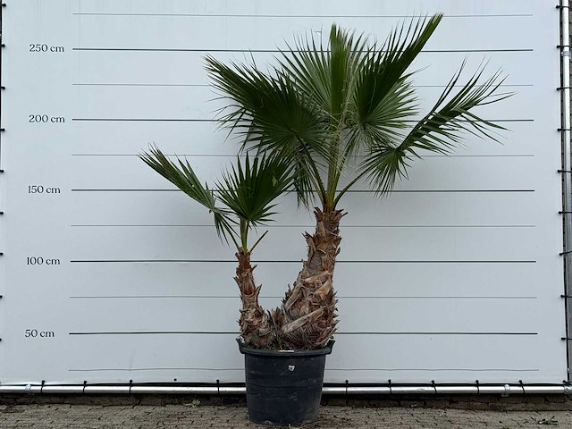 Mexicaanse waaierpalm meerstammig xl - washingtonia robusta - hoogte ca. 250 cm - afbeelding 1 van  3