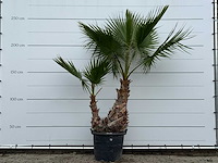Mexicaanse waaierpalm meerstammig xl - washingtonia robusta - hoogte ca. 250 cm - afbeelding 1 van  3
