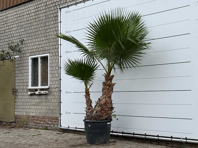 Mexicaanse waaierpalm meerstammig xl - washingtonia robusta - hoogte ca. 250 cm - afbeelding 2 van  3
