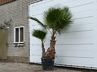Mexicaanse waaierpalm meerstammig xl - washingtonia robusta - hoogte ca. 250 cm - afbeelding 2 van  3