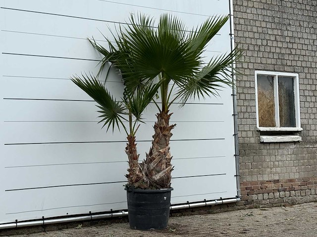 Mexicaanse waaierpalm meerstammig xl - washingtonia robusta - hoogte ca. 250 cm - afbeelding 3 van  3