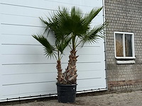 Mexicaanse waaierpalm meerstammig xl - washingtonia robusta - hoogte ca. 250 cm - afbeelding 3 van  3