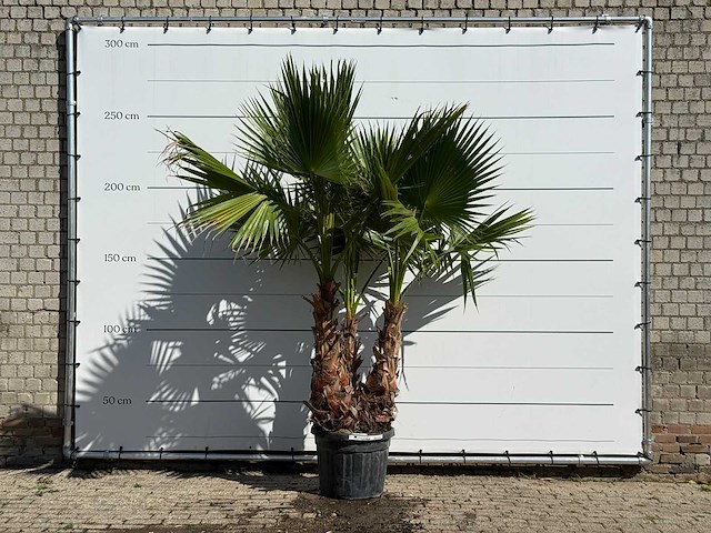 Mexicaanse waaierpalm meerstammig xl - washingtonia robusta - hoogte ca. 250 cm - afbeelding 1 van  3