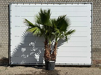 Mexicaanse waaierpalm meerstammig xl - washingtonia robusta - hoogte ca. 250 cm - afbeelding 1 van  3
