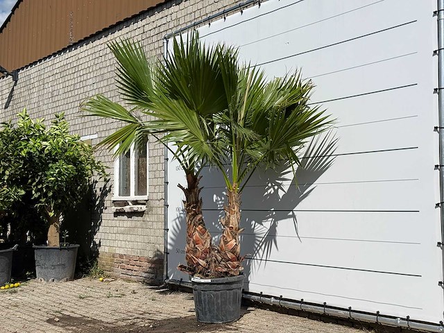 Mexicaanse waaierpalm meerstammig xl - washingtonia robusta - hoogte ca. 250 cm - afbeelding 2 van  3