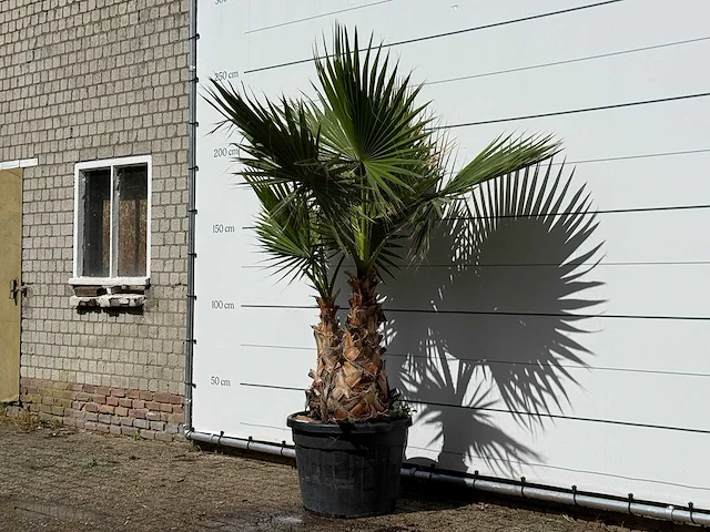 Mexicaanse waaierpalm meerstammig xl - washingtonia robusta - hoogte ca. 250 cm - afbeelding 2 van  3