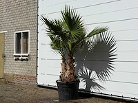 Mexicaanse waaierpalm meerstammig xl - washingtonia robusta - hoogte ca. 250 cm - afbeelding 2 van  3
