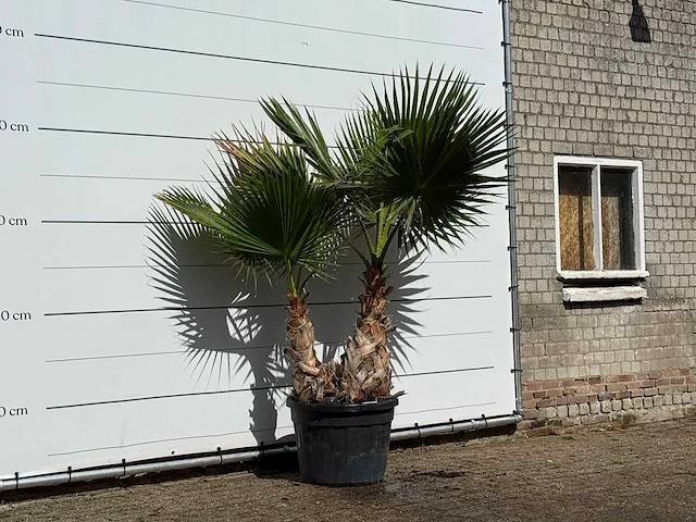 Mexicaanse waaierpalm meerstammig xl - washingtonia robusta - hoogte ca. 250 cm - afbeelding 3 van  3