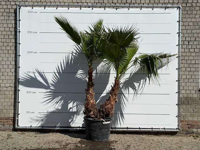 Mexicaanse waaierpalm meerstammig xl - washingtonia robusta - hoogte ca. 260 cm - afbeelding 1 van  3