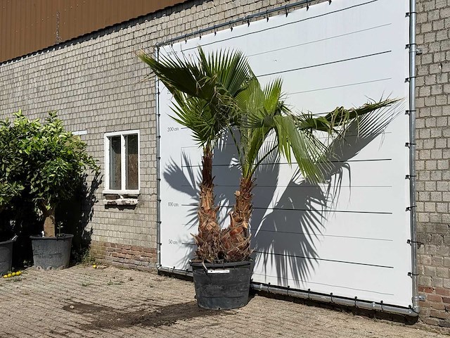Mexicaanse waaierpalm meerstammig xl - washingtonia robusta - hoogte ca. 260 cm - afbeelding 2 van  3
