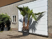 Mexicaanse waaierpalm meerstammig xl - washingtonia robusta - hoogte ca. 260 cm - afbeelding 2 van  3