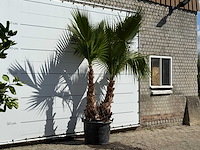 Mexicaanse waaierpalm meerstammig xl - washingtonia robusta - hoogte ca. 260 cm - afbeelding 3 van  3