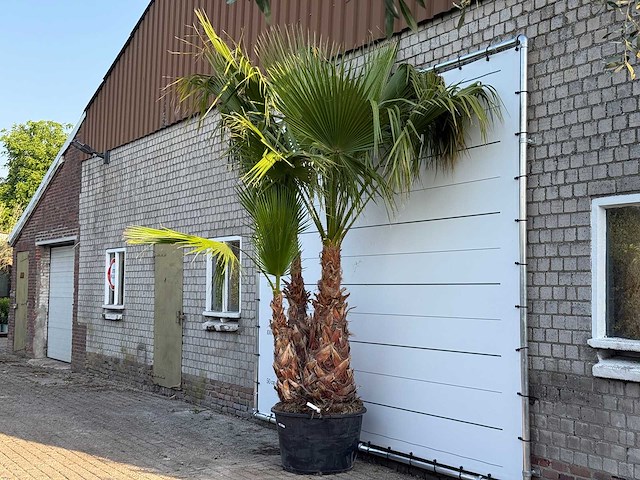Mexicaanse waaierpalm meerstammig xl - washingtonia robusta - hoogte ca. 280 cm - afbeelding 1 van  3