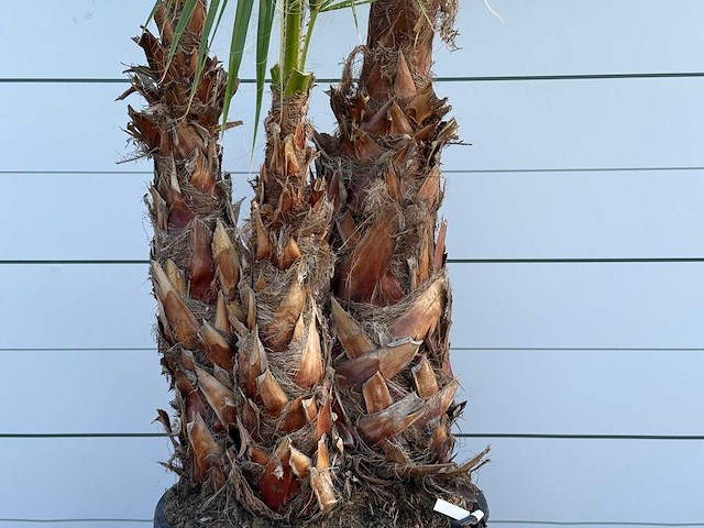 Mexicaanse waaierpalm meerstammig xl - washingtonia robusta - hoogte ca. 280 cm - afbeelding 2 van  3