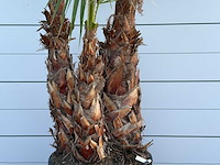 Mexicaanse waaierpalm meerstammig xl - washingtonia robusta - hoogte ca. 280 cm - afbeelding 2 van  3
