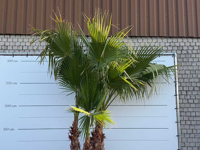Mexicaanse waaierpalm meerstammig xl - washingtonia robusta - hoogte ca. 280 cm - afbeelding 3 van  3
